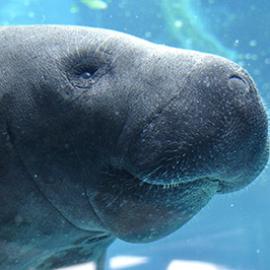 Florida's Manatee - No Longer an Endangered Species